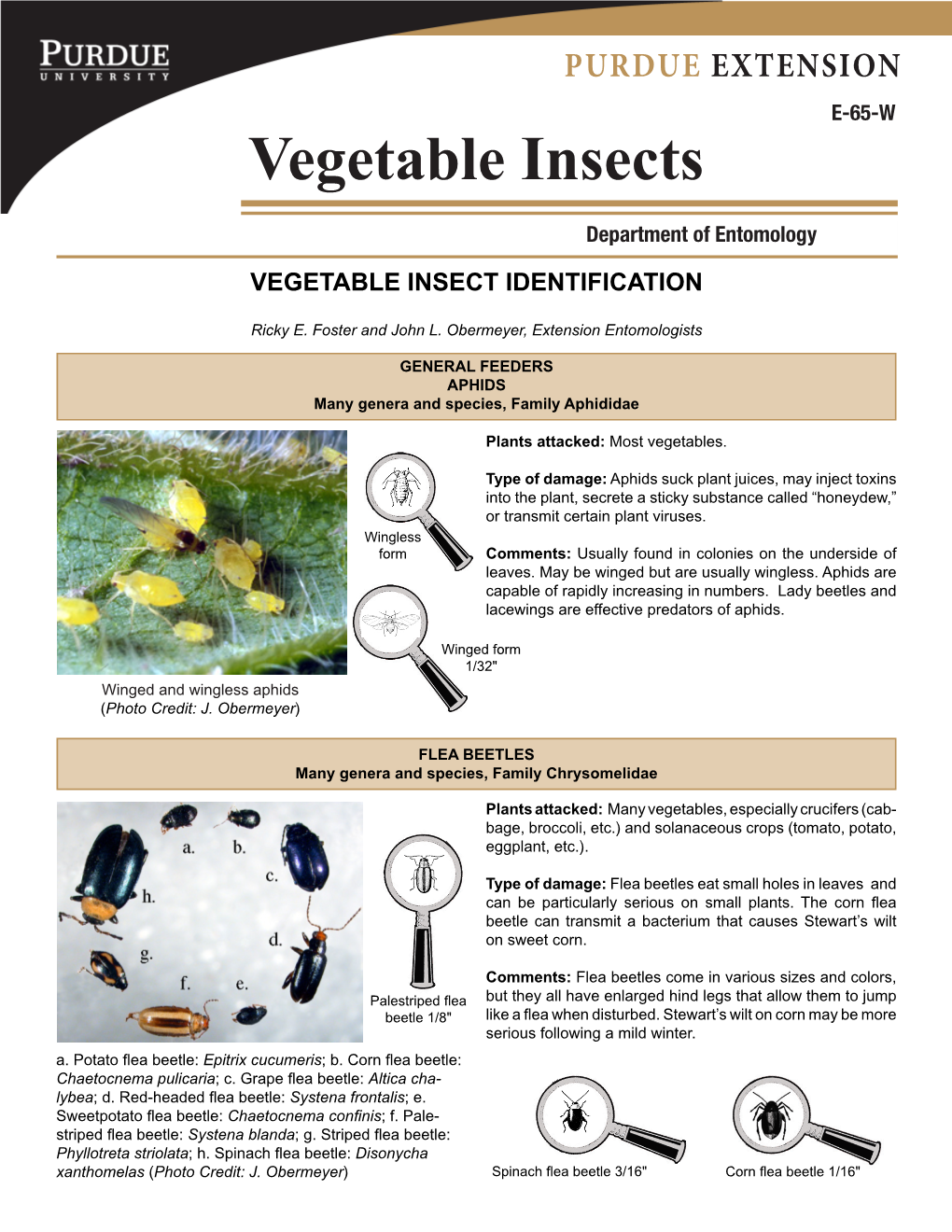 Vegetable Insects Indentification