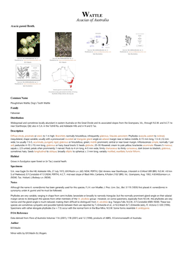 Acacia Gunnii Benth