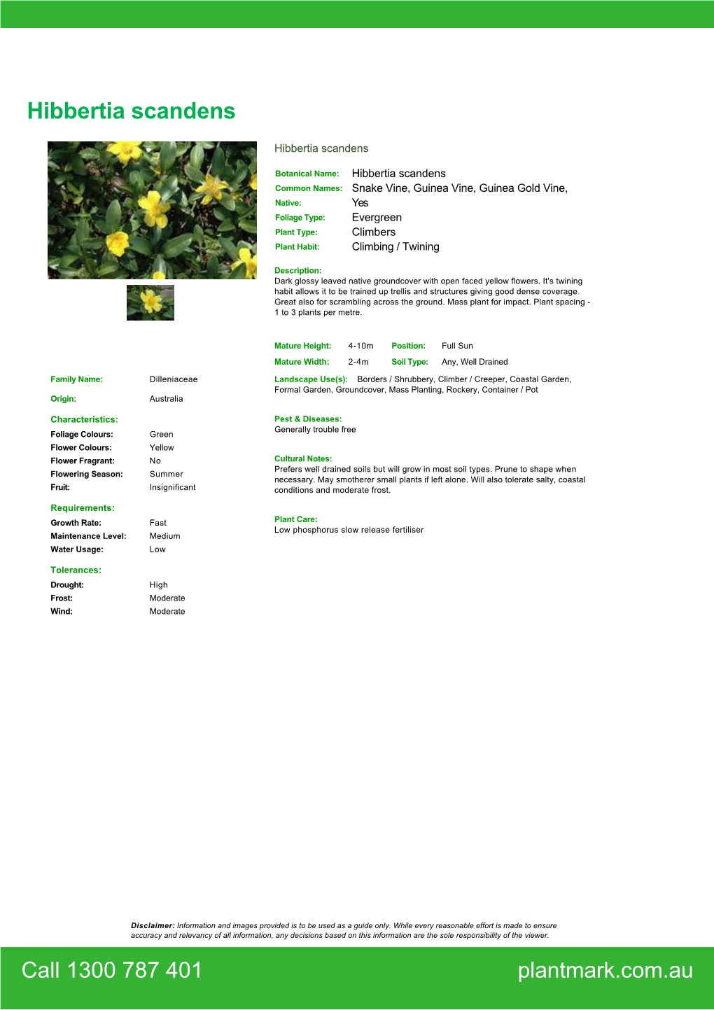 Hibbertia Scandens