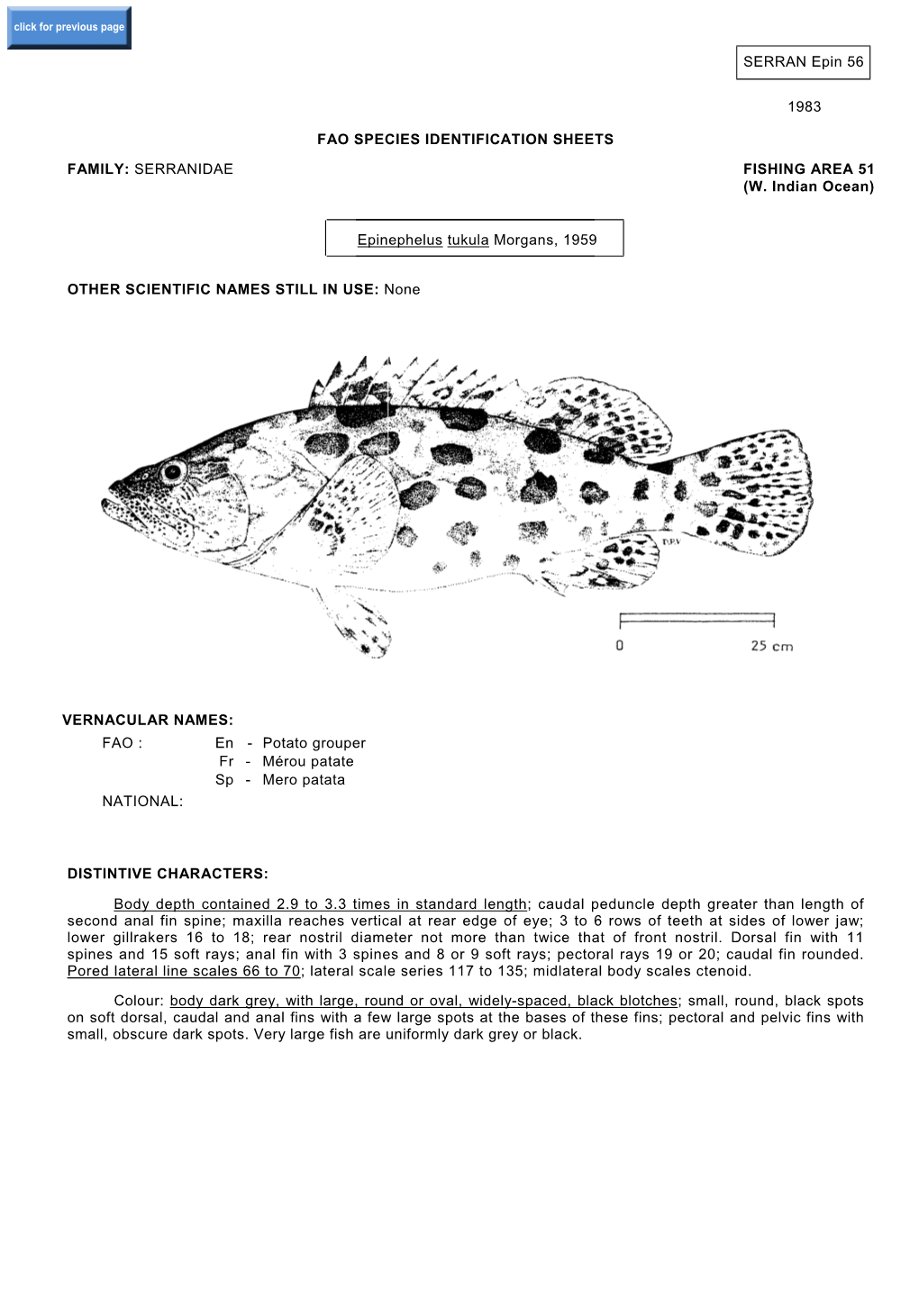 Epinephelus Tukula Morgans, 1959