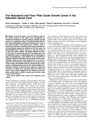 The Notochord and Floor Plate Guide Growth Cones in the Zebrafish Spinal Cord