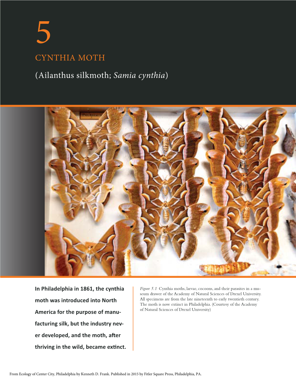 CYNTHIA MOTH (Ailanthus Silkmoth; Samia Cynthia)