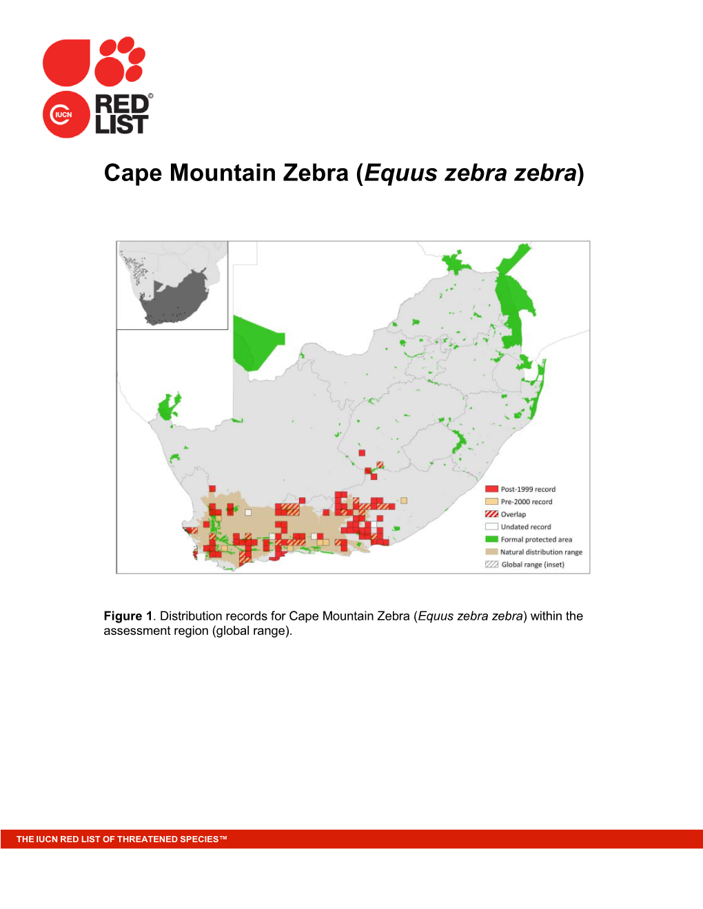 Cape Mountain Zebra (Equus Zebra Zebra)