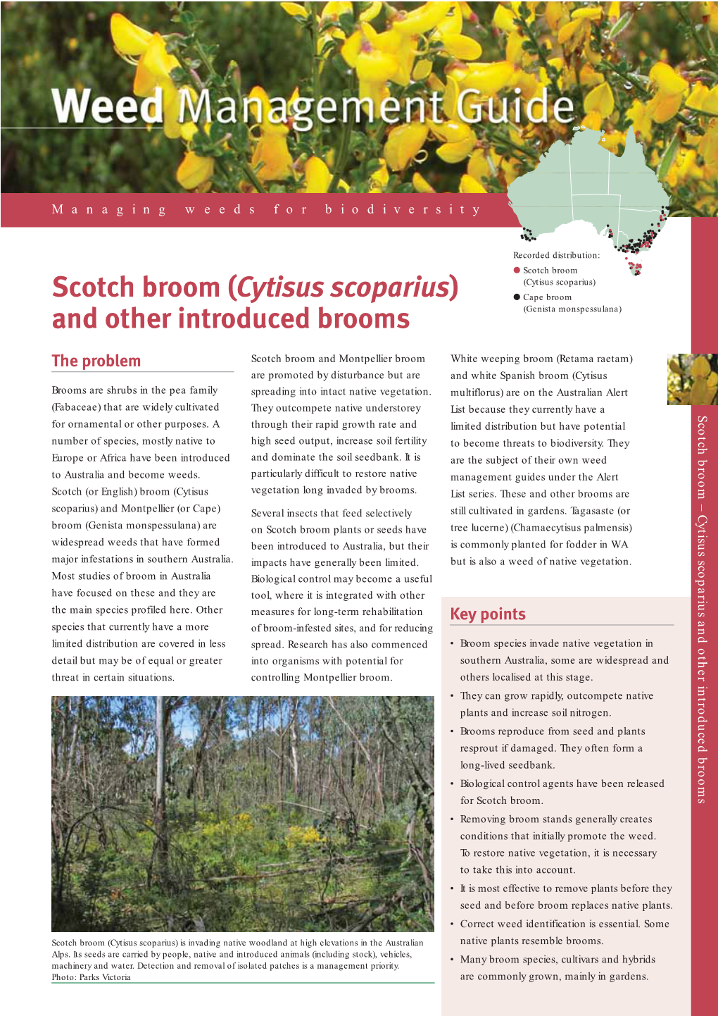 Scotch Broom (Cytisus Scoparius) Scotch Broom (Cytisus Scoparius) ● Cape Broom and Other Introduced Brooms (Genista Monspessulana)