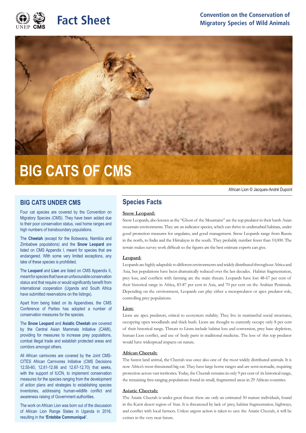 Big Cats of Cms