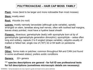 Polytrichaceae – Hair Cap Moss Family