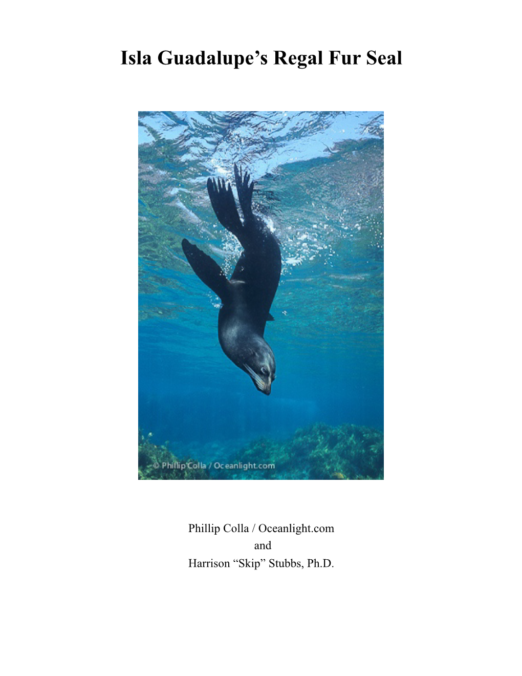 Isla Guadalupe's Regal Fur Seal