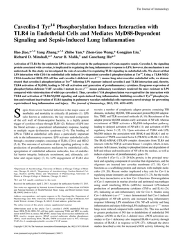And Sepsis-Induced Lung Inflammation and Mediates Myd88