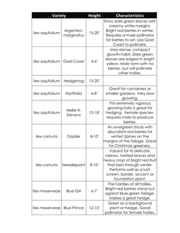 Variety Height Characteristics Shiny Dark Green Leaves with Creamy White Margins