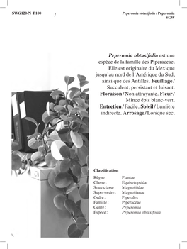 Peperomia Obtusifolia Est Une Espèce De La Famille Des Piperaceae. Elle Est Originaire Du Mexique Jusqu’Au Nord De L’Amérique Du Sud, Ainsi Que Des Antilles