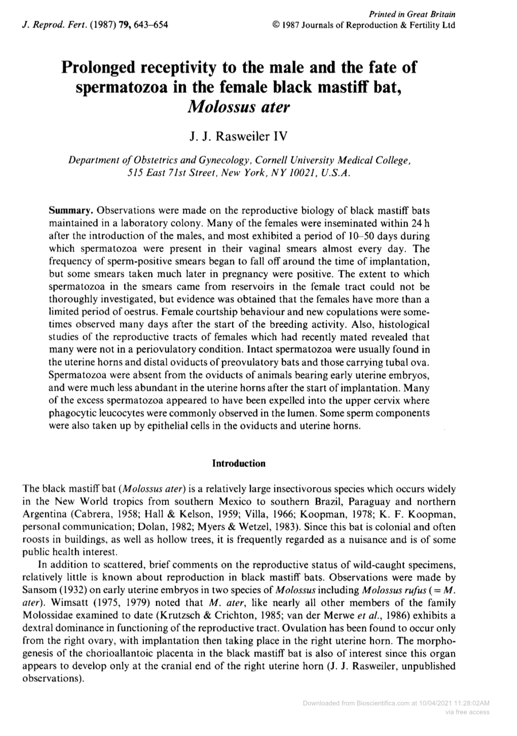 Spermatozoa in the Female Black Mastiff Bat, Molossus Ater