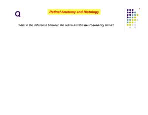 Retinal Anatomy and Histology