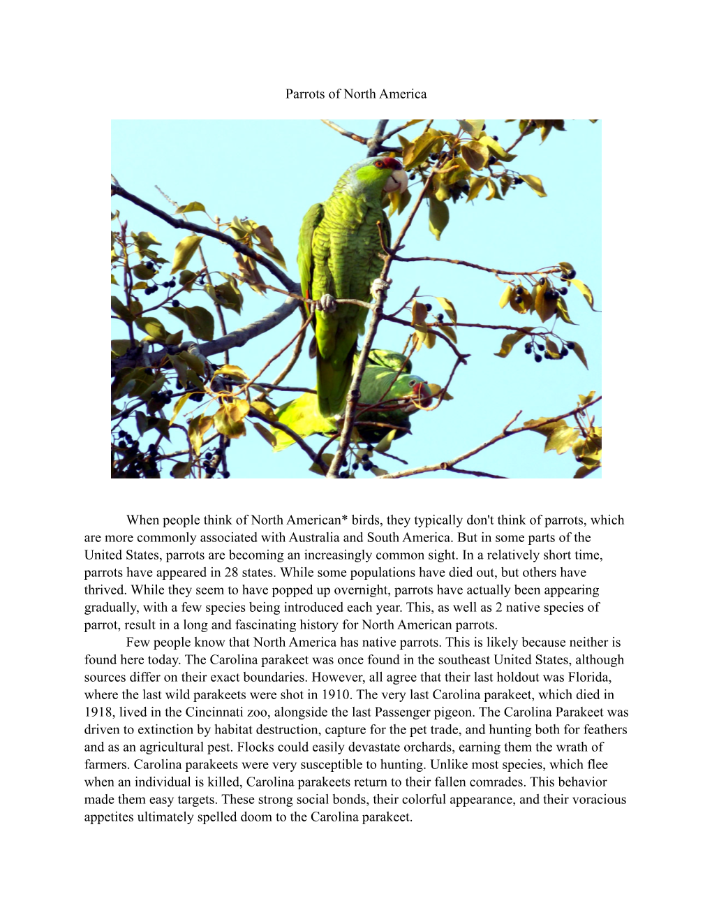 Parrot Essay – Phaino