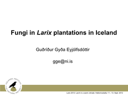 Fungi in Larix Plantations in Iceland