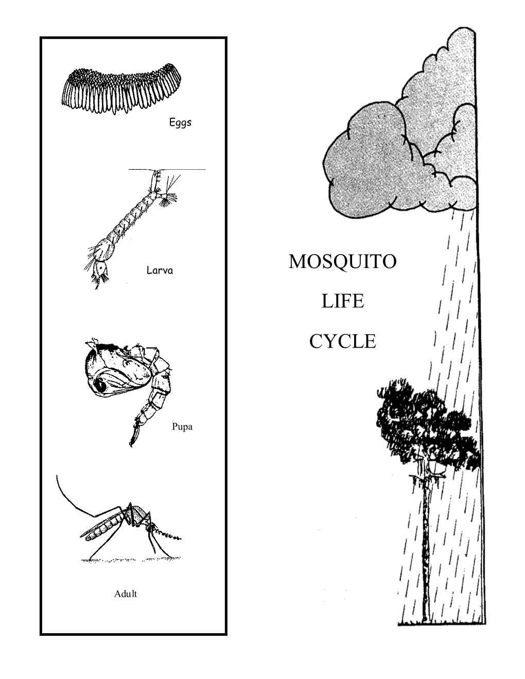 Mosquito Life Cycle