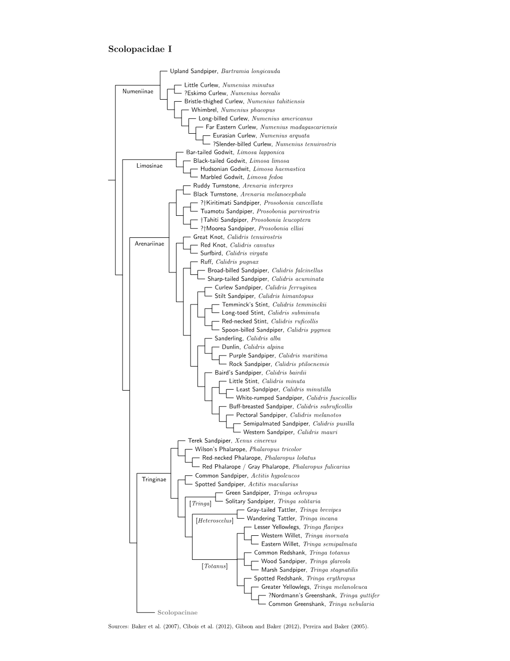 Scolopacidae Species Tree, Part I