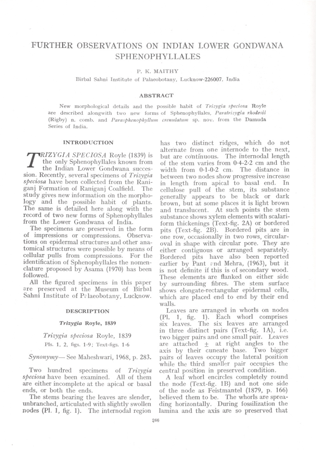 Further Observations on Indian Lower Gondwana Sphenophyllales