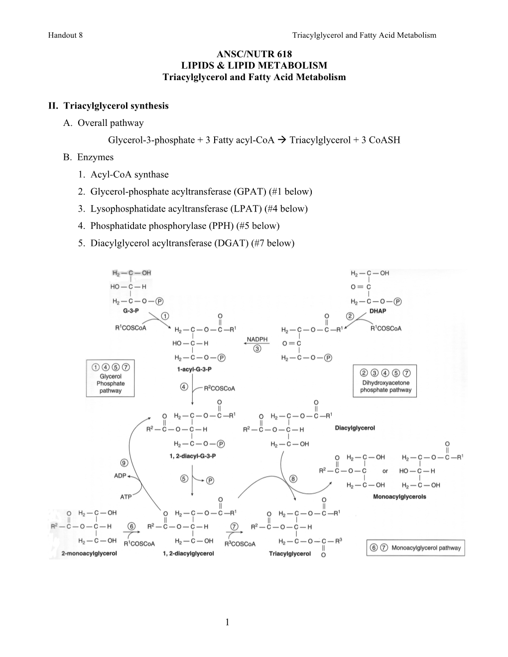 Handout 8 Triacylglycerol and Fatty Acid Metabolism ANSC/NUTR 618 LIPIDS & LIPID METABOLISM Triacylglycerol and Fatty Acid Metabolism