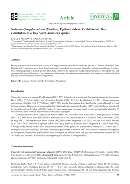 Notes on Campylocentrum (Vandeae; Epidendroideae; Orchidaceae): Re- Establishment of Two South American Species