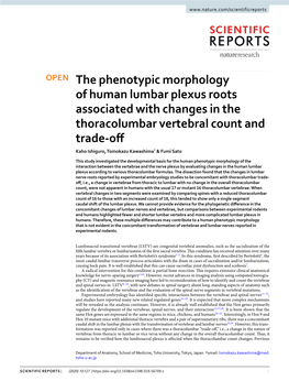 The Phenotypic Morphology of Human Lumbar Plexus Roots Associated With