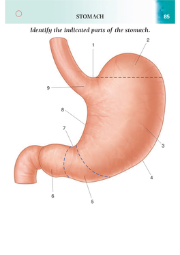 Identify the Indicated Parts of the Stomach. 2 1
