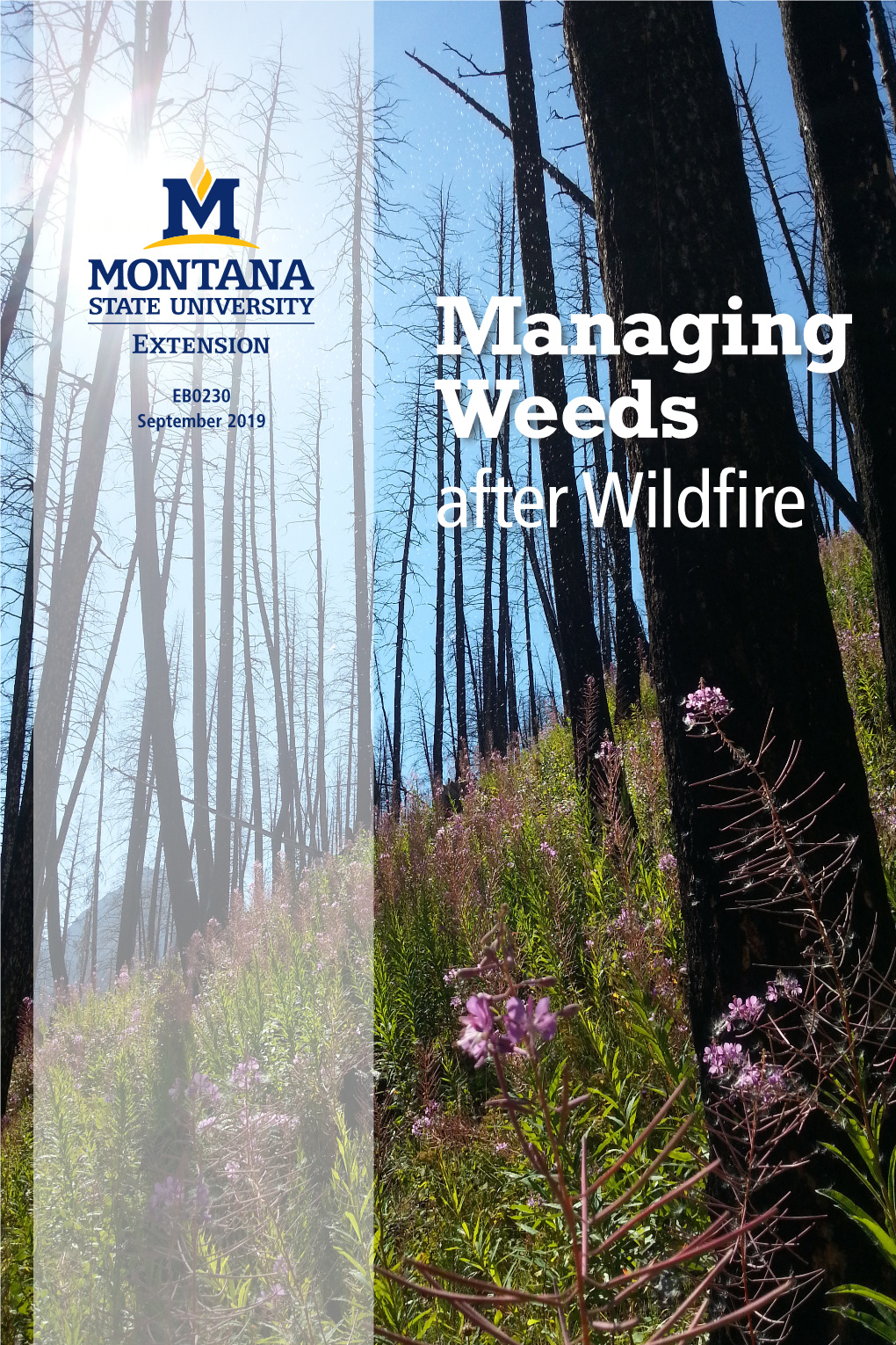 Managing Weeds After Wildfire