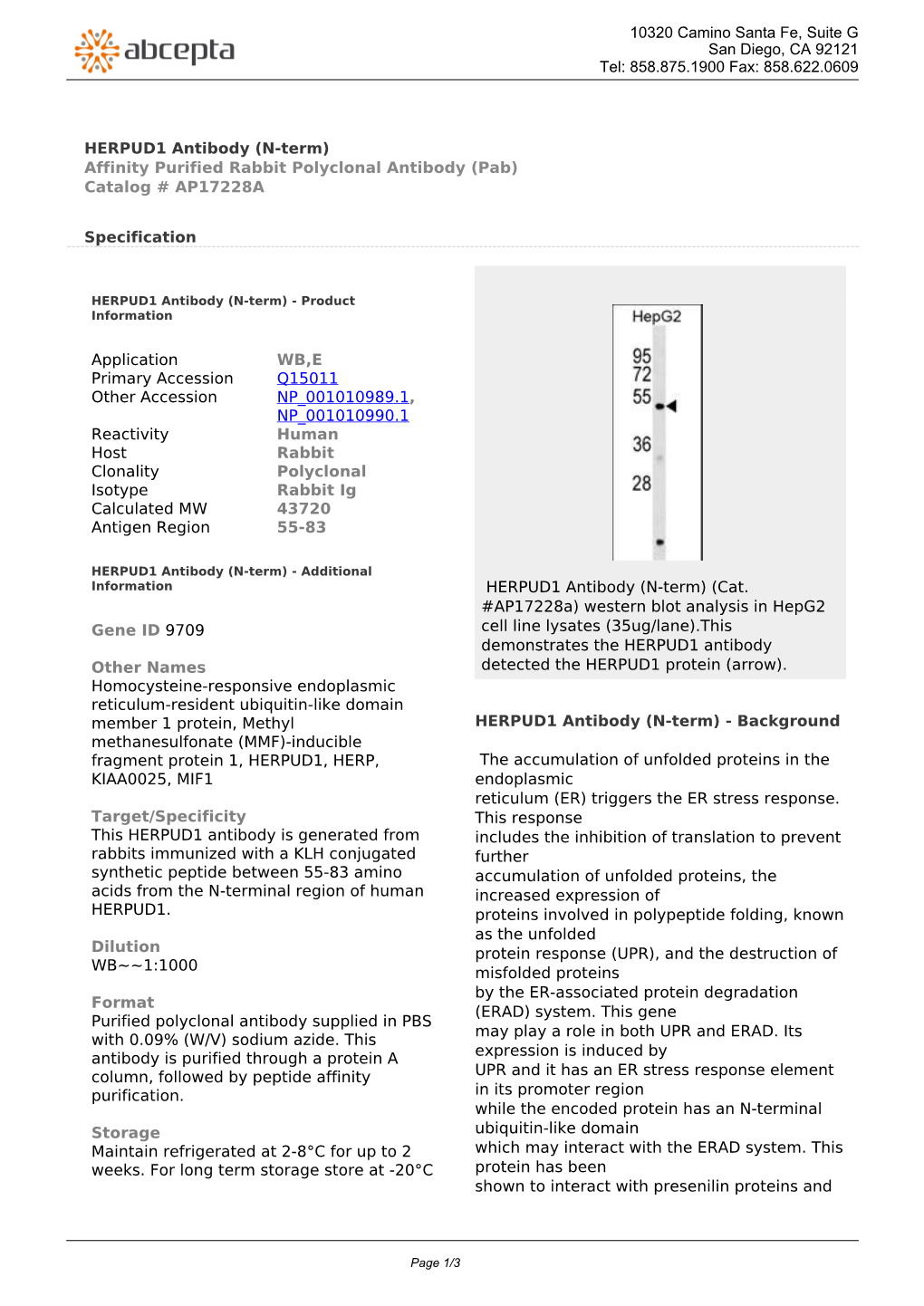 HERPUD1 Antibody (N-Term) Affinity Purified Rabbit Polyclonal Antibody (Pab) Catalog # AP17228A