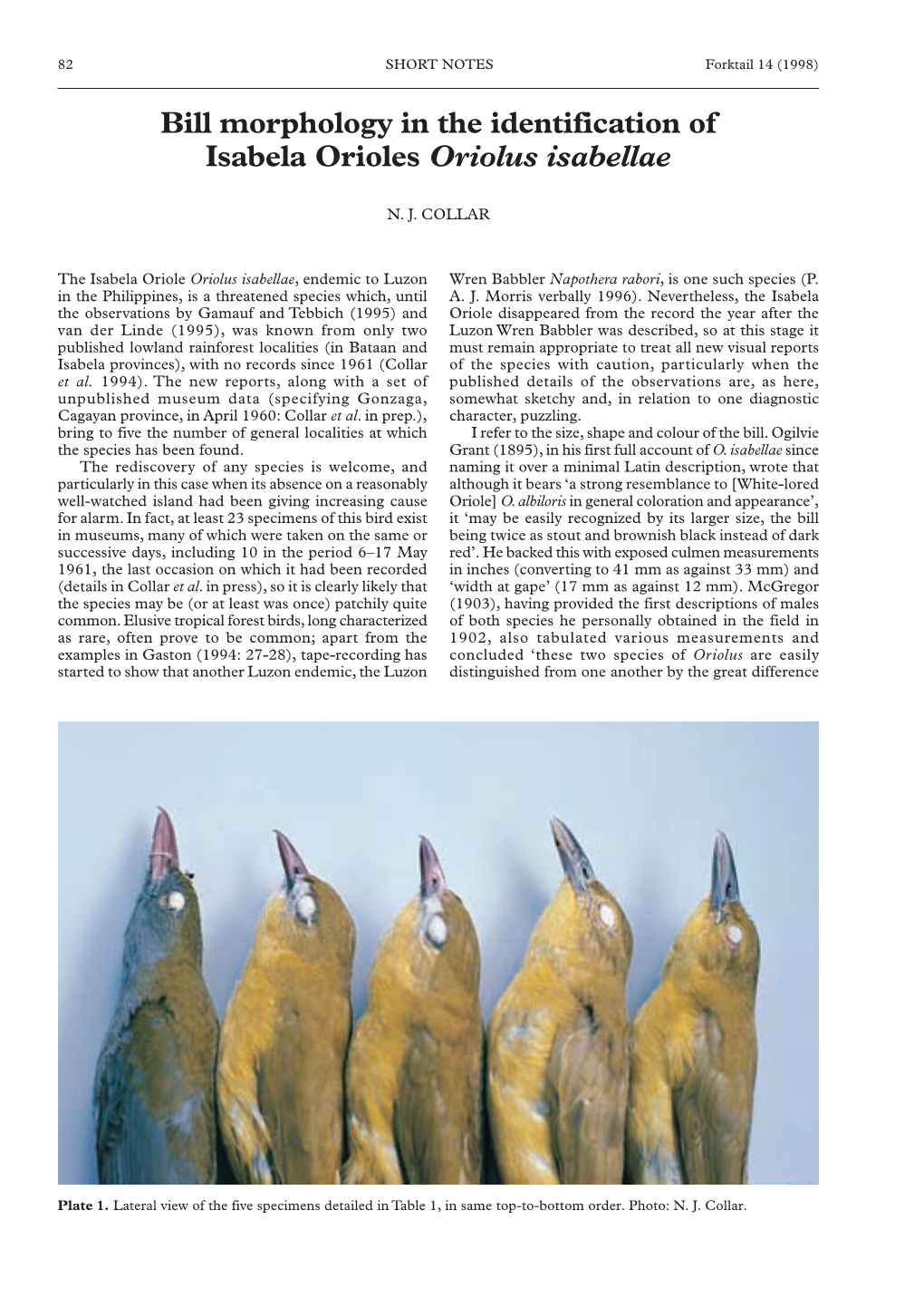 Bill Morphology in the Identification of Isabela Orioles Oriolus Isabellae