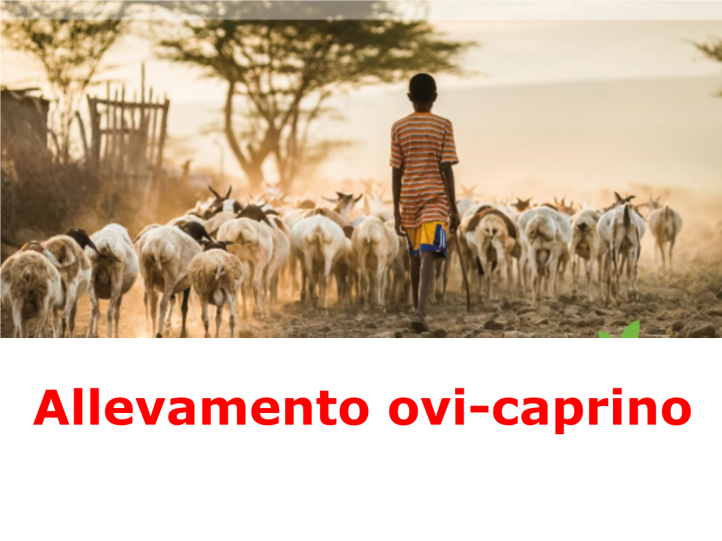 Allevamento Ovi-Caprino