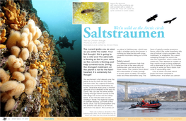 Saltstraumentext by Christian Skauge Photos by Stein Johnsen Translated and Edited by Arnold Weisz