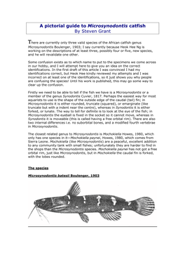 A Pictorial Guide to Microsynodontis Catfish by Steven Grant