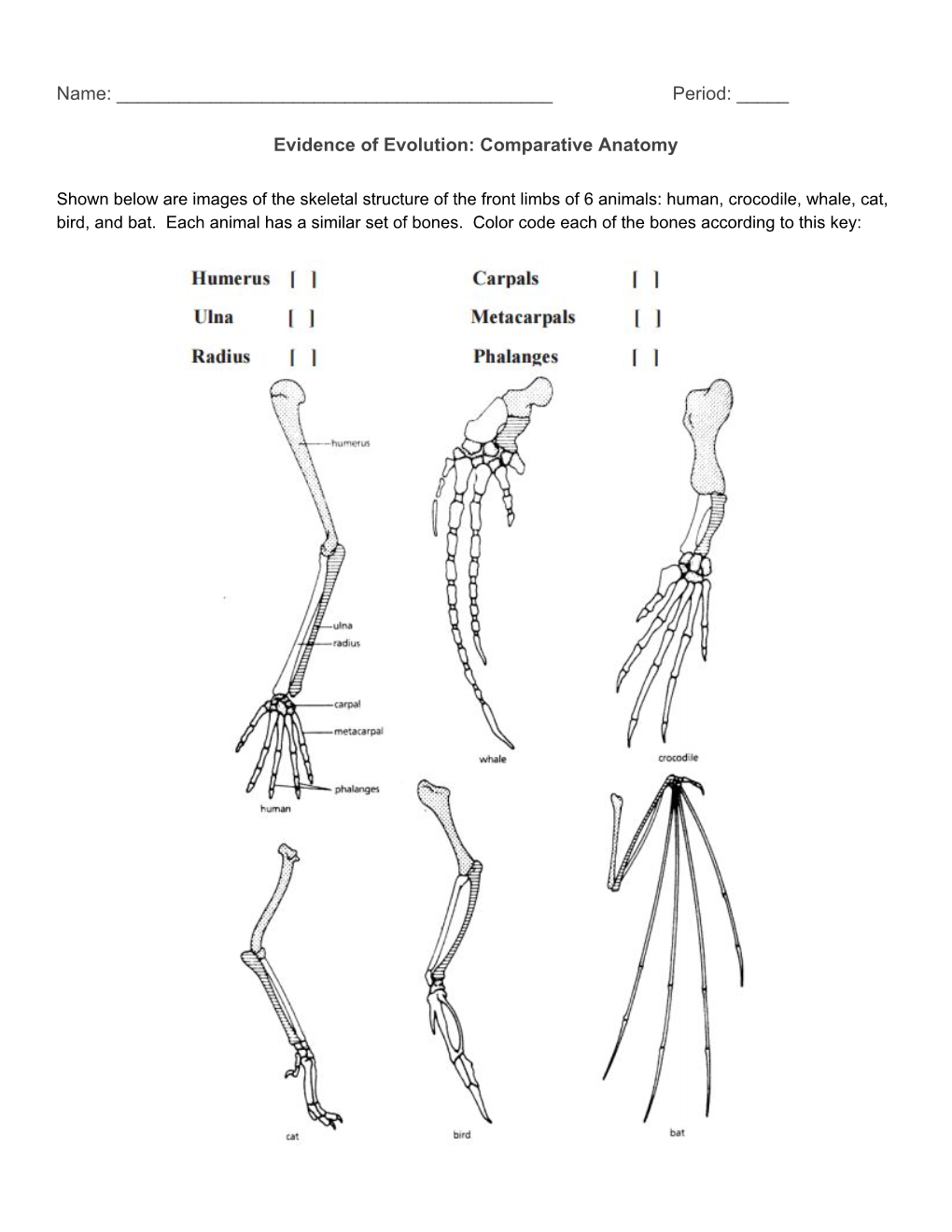 Comparative Anatomy