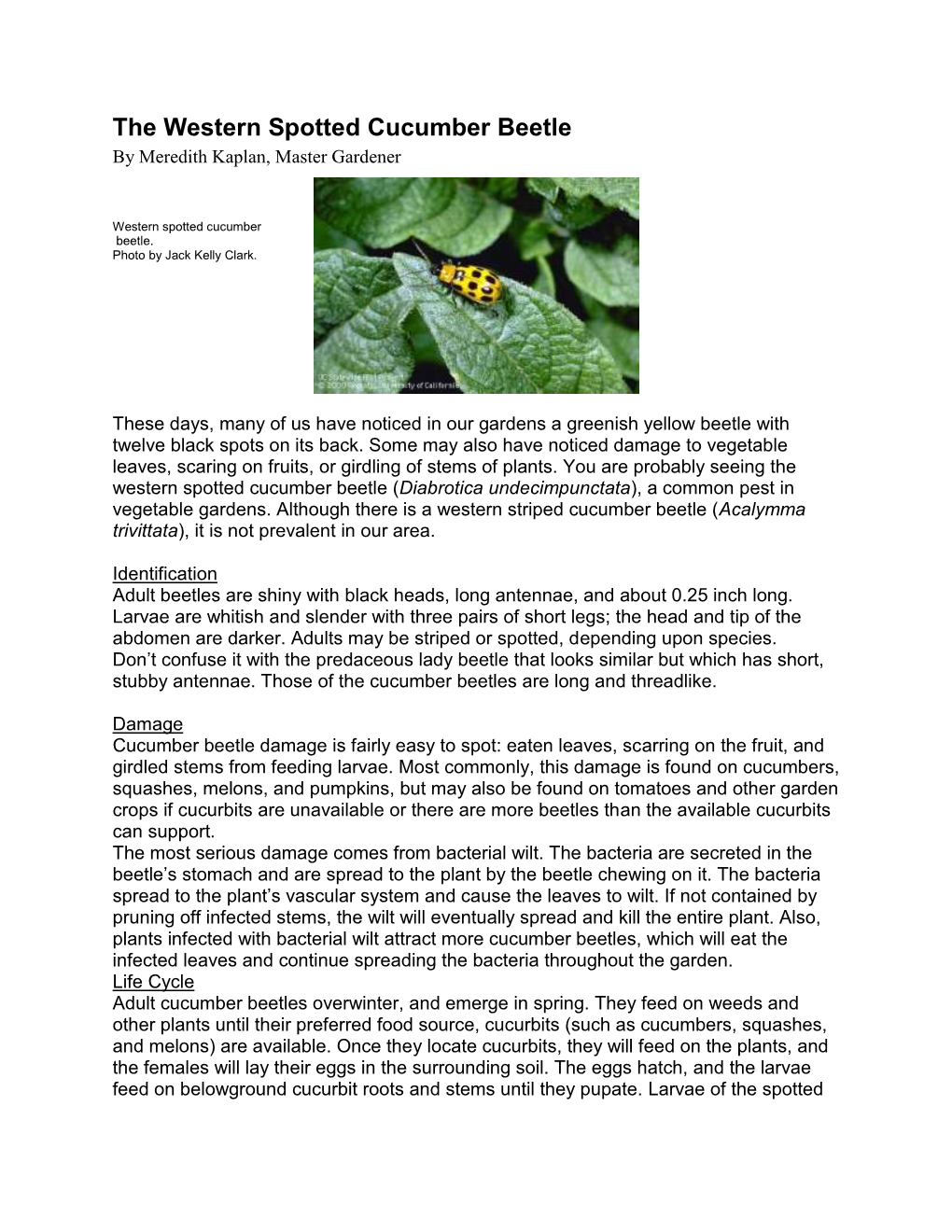 Cucumber Beetle by Meredith Kaplan, Master Gardener