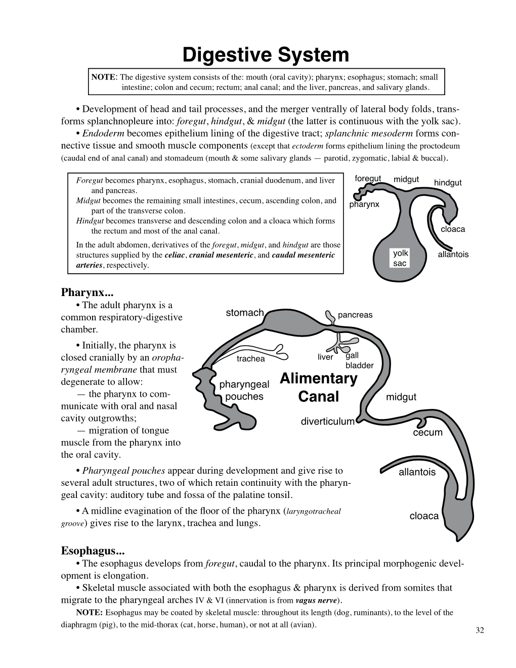 Digestive System