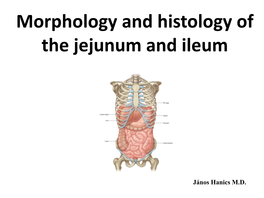 Morphology and Histology of the Jejunum and Ileum
