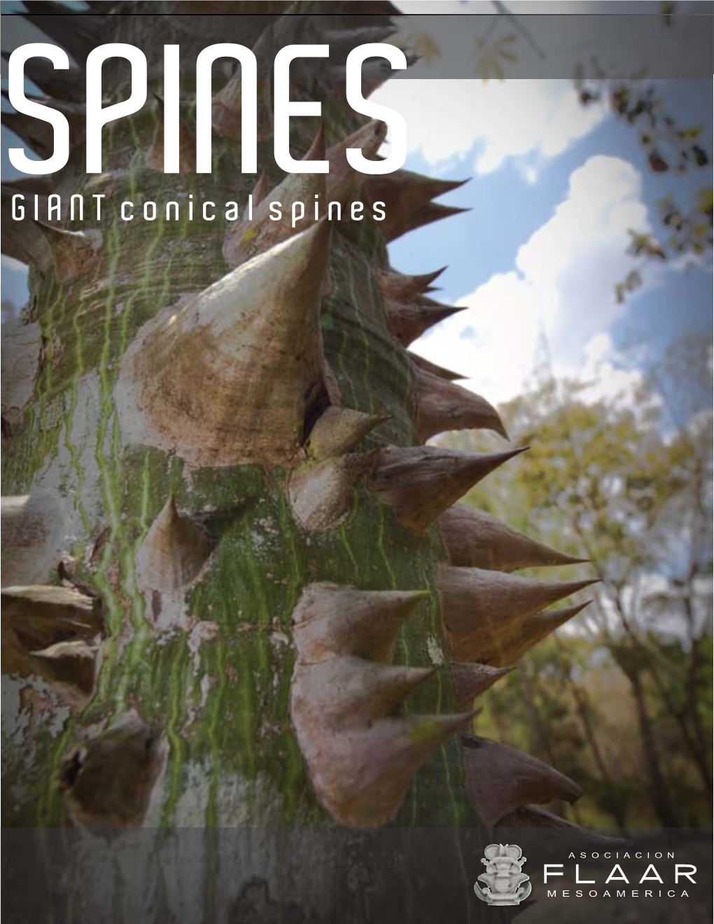 Ceiba Giant Conical Spines at Copan, 2012