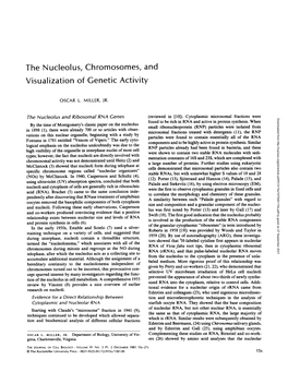 The Nucleolus, Chromosomes, and Visualization of Genetic Activity