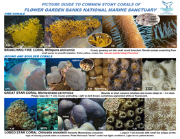 Picture Guide to Common Stony Corals of Flower Garden Banks National Marine Sanctuary Fire Corals