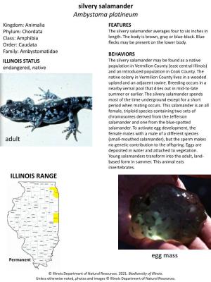 Silvery Salamander Ambystoma Platineum Kingdom: Animalia FEATURES Phylum: Chordata the Silvery Salamander Averages Four to Six Inches in Class: Amphibia Length