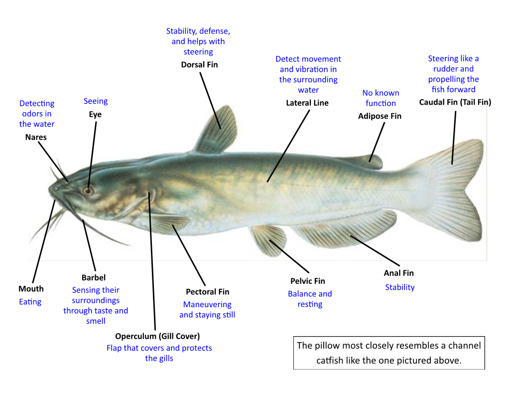 The Pillow Most Closely Resembles a Channel Catfish Like the One Pictured