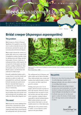 Bridal Creeper (Asparagus Asparagoides) the Problem