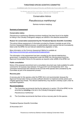 Pseudococcus Markharveyi