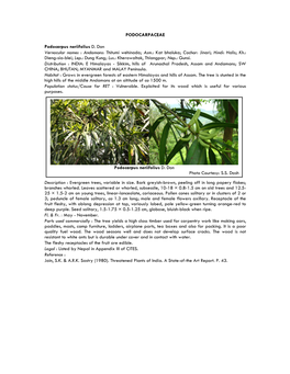 Podocarpus Neriifolius D. Don Photo Courtesy: S.S. Dash PODOCARPACEAE Podocarpus Neriifolius D. Don Vernacular Names : Andaman