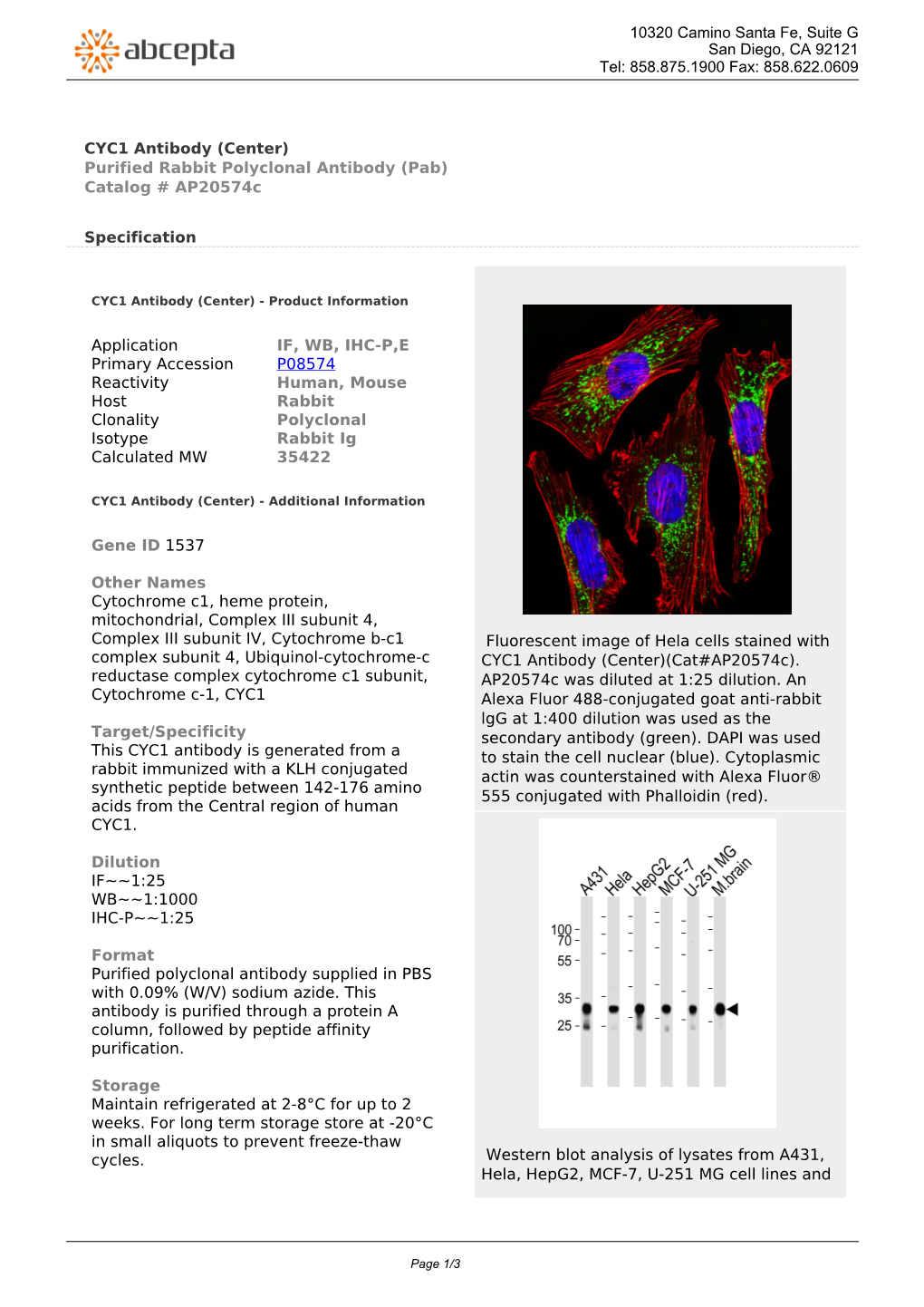 CYC1 Antibody (Center) Purified Rabbit Polyclonal Antibody (Pab) Catalog # Ap20574c