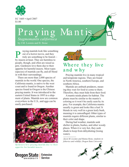 Praying Mantis (Stagmomantis Californica)