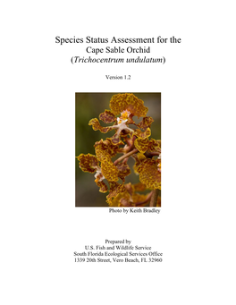 Species Status Assessment for the Cape Sable Orchid (Trichocentrum Undulatum)