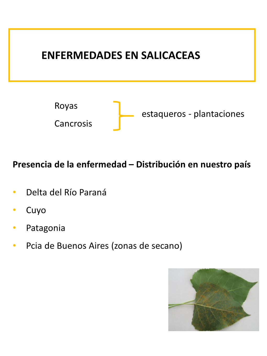 Royas Cancrosis Presencia De La Enfermedad