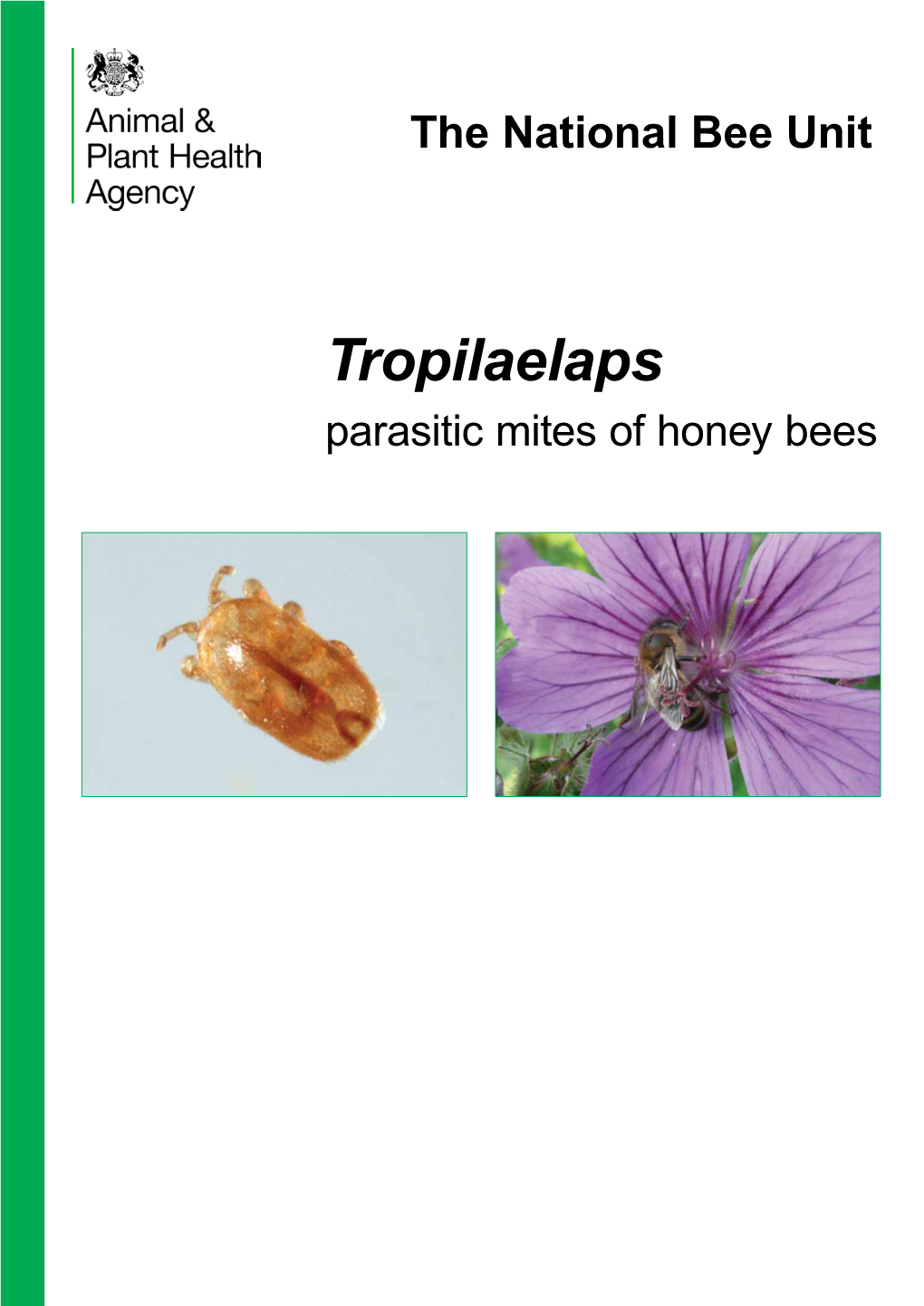 Tropilaelaps: Parasitic Mites of Honey Bees