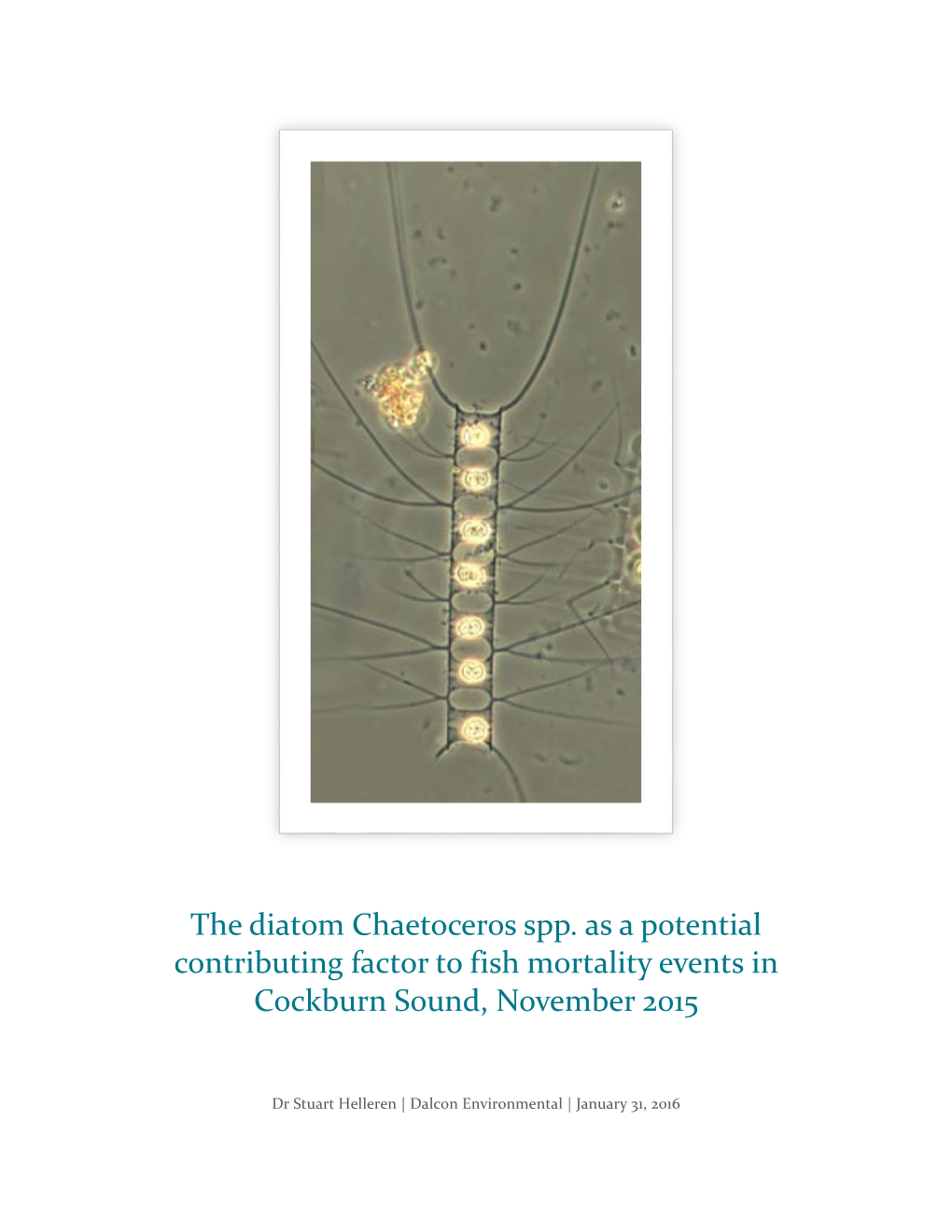 The Diatom Chaetoceros Spp. As a Potential Contributing Factor to Fish Mortality Events in Cockburn Sound, November 2015