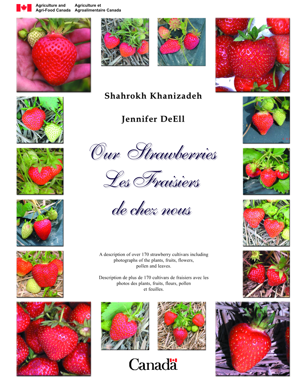 Our Strawberries Les Fraisiers De Chez Nous